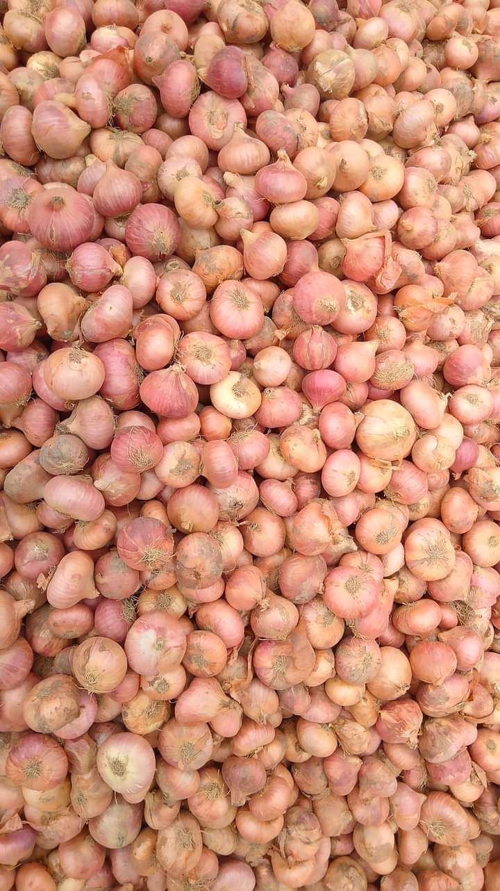Onion (Deshi)