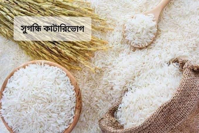 Rice (Katari Voge)